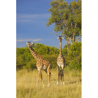 " Masai Giraffes " by Anagramm