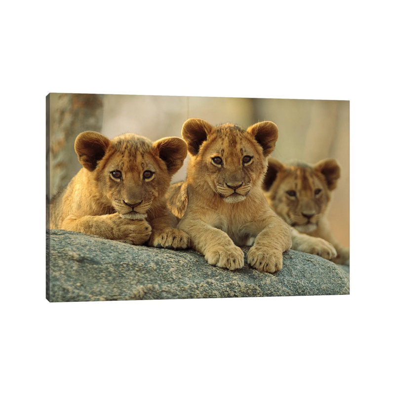 African Lion Three Cubs Resting On A Rock, Hwange National Park, Zimbabwe by Tim Fitzharris - Wrapped Canvas Print
