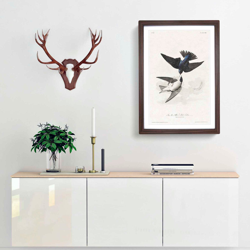 White-Bellied Swallow by John Audubon - Picture Frame Art Prints, Walnut Framed, 48cm H x 36cm W x 2cm D
