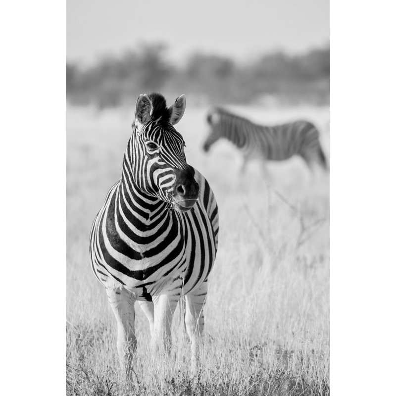 Wrapped Canvas Print, 50.8 cm H x 76.2 cm W