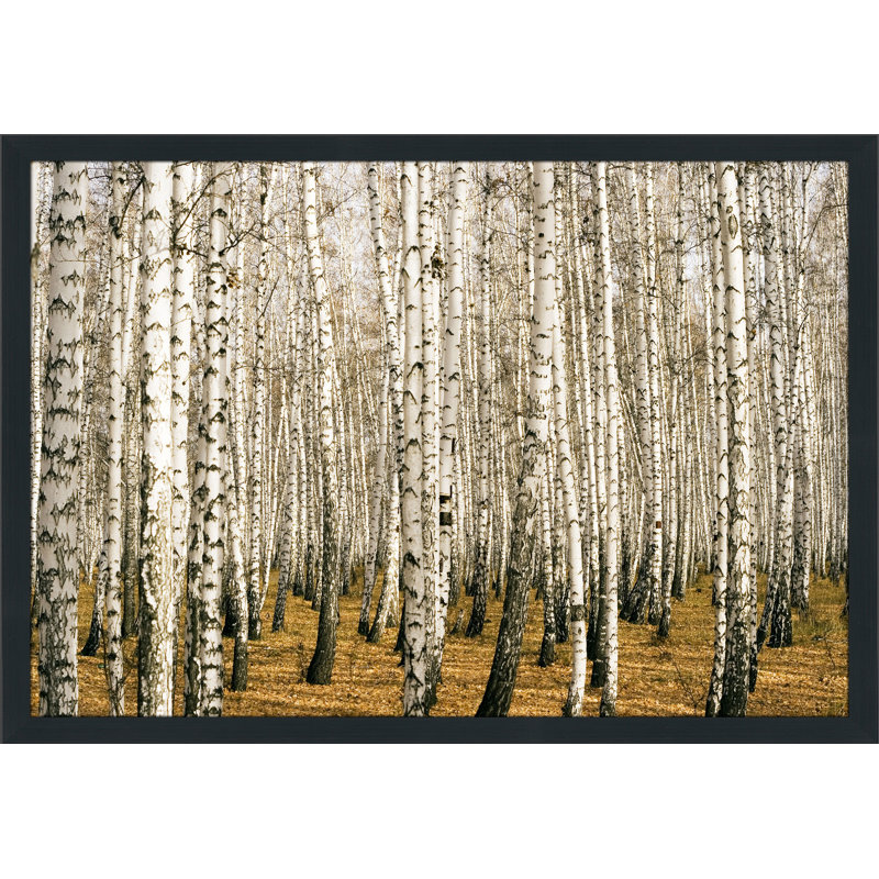 « bouleau trees 3 », reproduction de photo encadrée, H 27,5 po x l 39,5 po x P 0,75 po