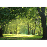 Trees In A Summer Forest