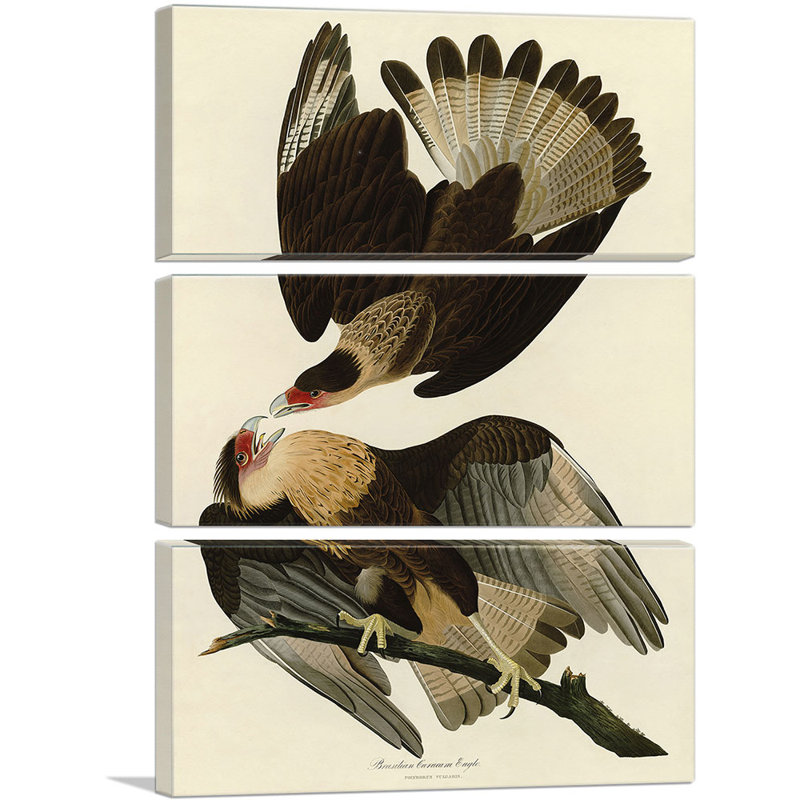 «Brasilian Caracara Eagle» par James Audubon, ensemble de 3 reproductions d'art sur toiles tendues