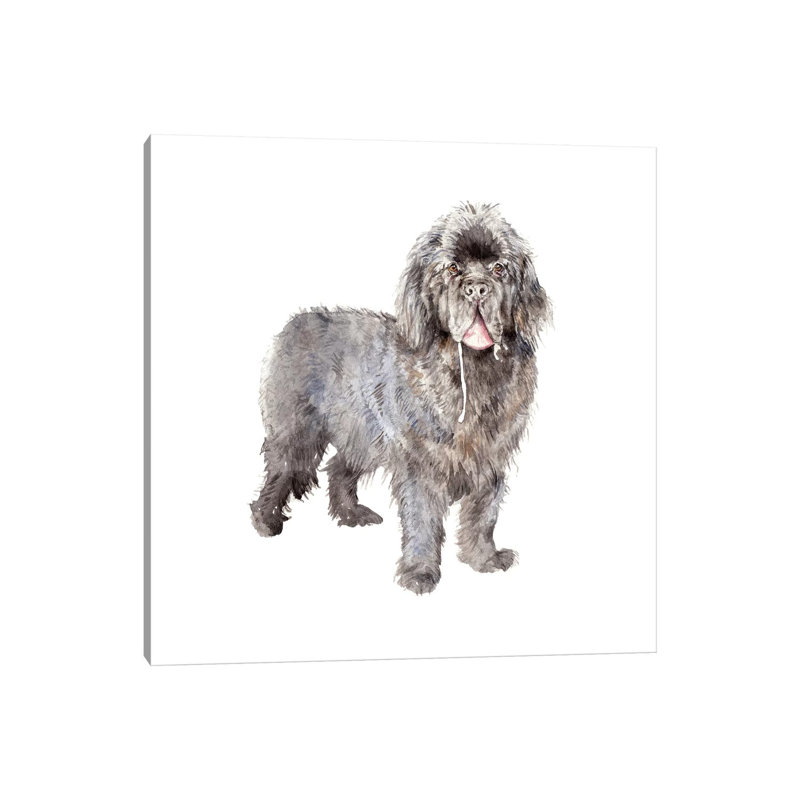 Drooly Newfoundland by Wandering Laur - Wrapped Canvas Painting, 30.48 cm H x 30.48 cm W