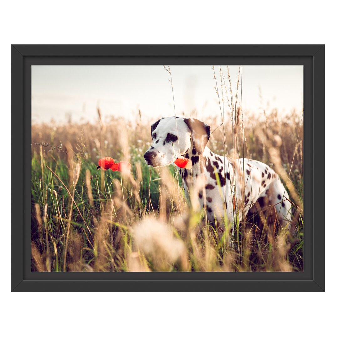 Gerahmtes Wandbild Neugieriger HundFeld