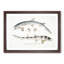 Bearded Sharks 1 Piece Single Picture Frame Wall Art-55543961-55543962