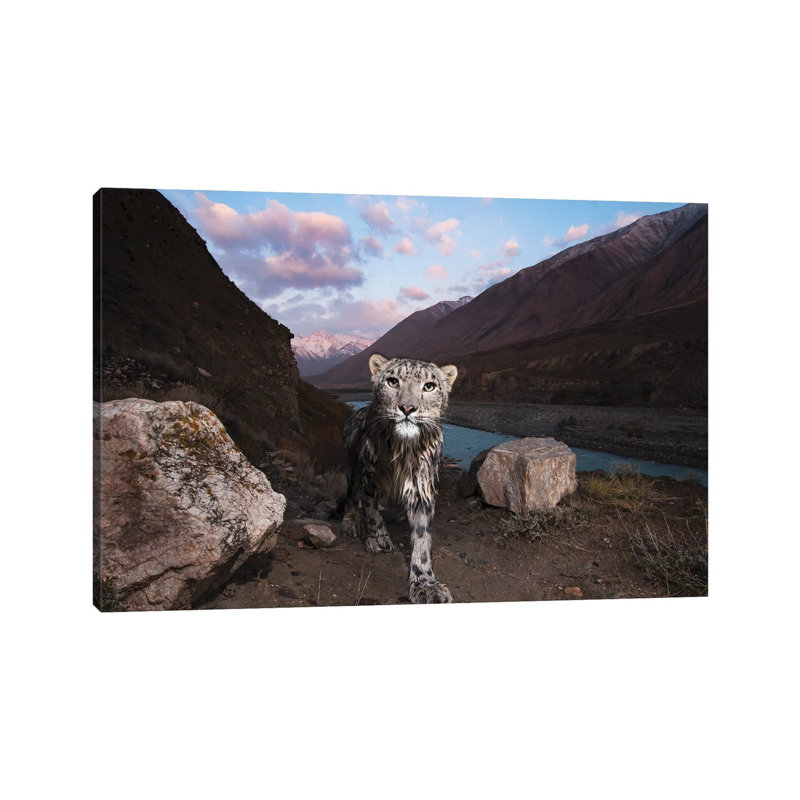 Snow Leopard Wild Female, Sarychat-Ertash Strict Nature Reserve, Tien Shan Mountains, Eastern Kyrgyzstan by Sebastian Kennerknecht - Wrapped Canvas Gallery-Wrapped Canvas Giclée