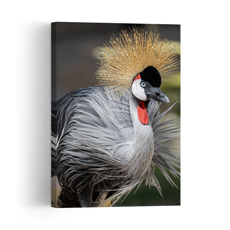 Majestic Crowned Crane Contemporary Bird Wall Art Print, 91.44cm H x 60.96cm W