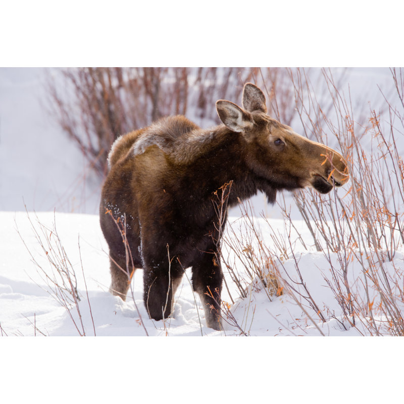 Moose Foraging In Winter by KenCanning - No Frame Print on Canvas, 30cm H x 46cm W