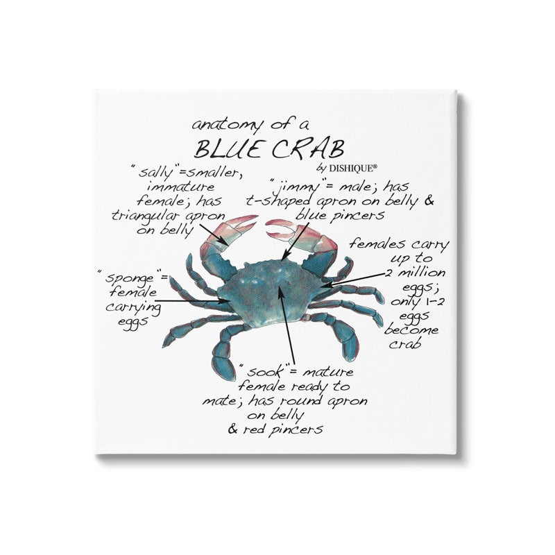 «Crab Anatomy Facts toutefois», H 24 po x l 24 po x P 1,5 po