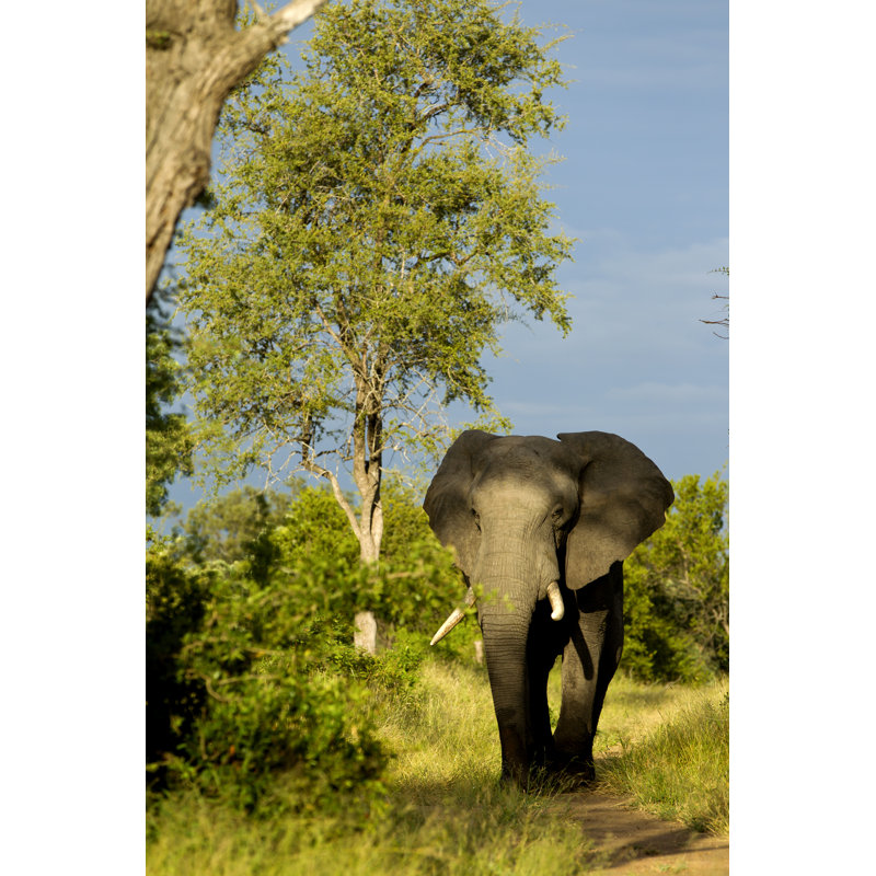 Elephant - Wrapped Canvas Print, 122cm H x 81cm W x 3.8cm D
