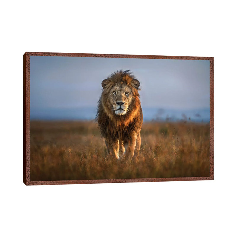 Lion Close Up by Xavier Ortega - Print on Canvas, 66.04 cm H x 45.72 cm W, Classic Brown Wood Framed