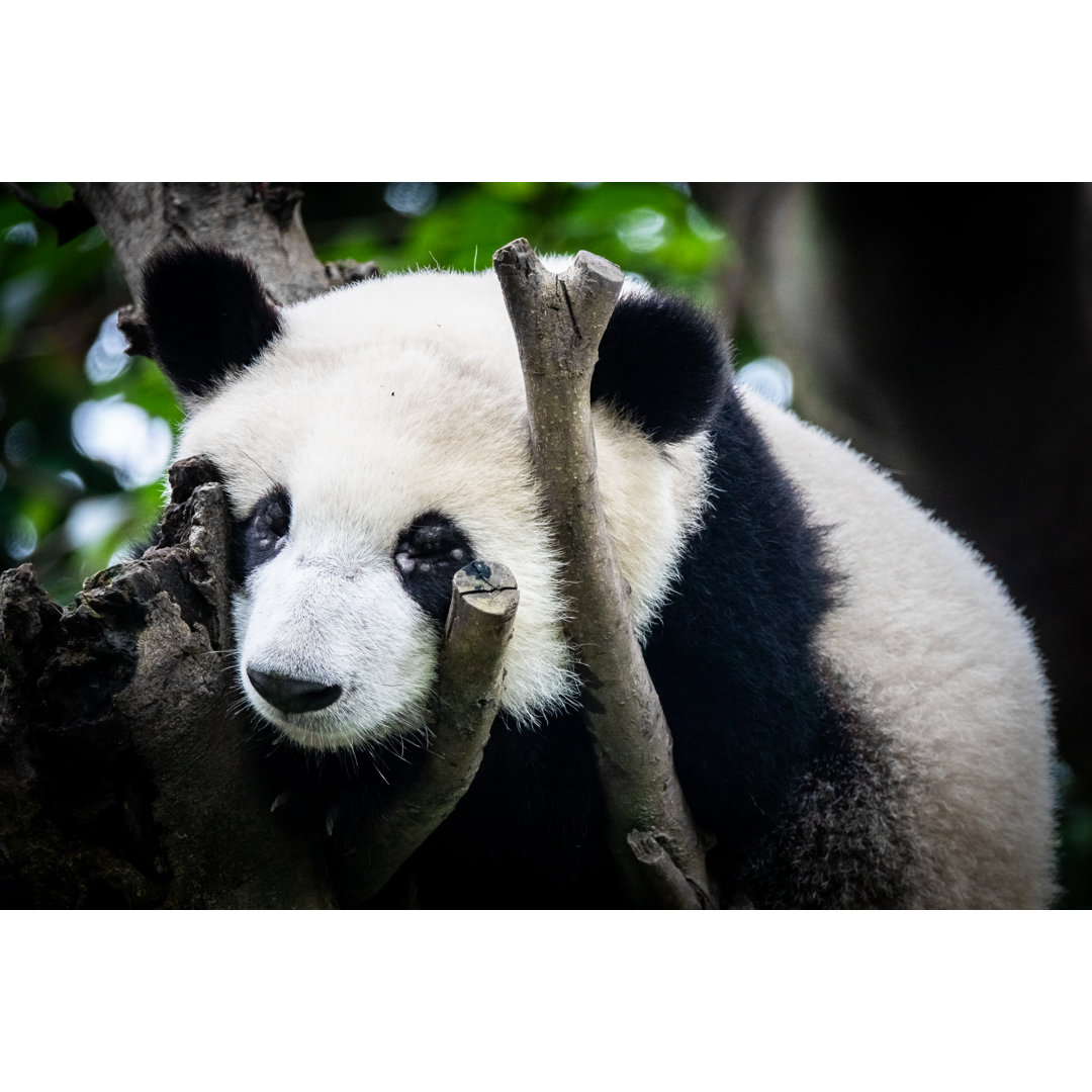 Schlafender Riesenpanda von Jeroen Mikkers - Leinwandbild