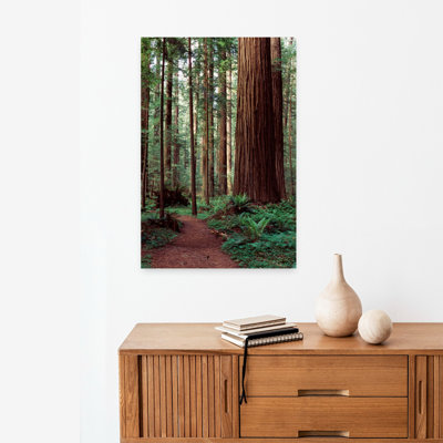 Trail Passing Through A Redwood Forest Redwood National Park California Usa Abstract Contemporary Forest Landscape Art