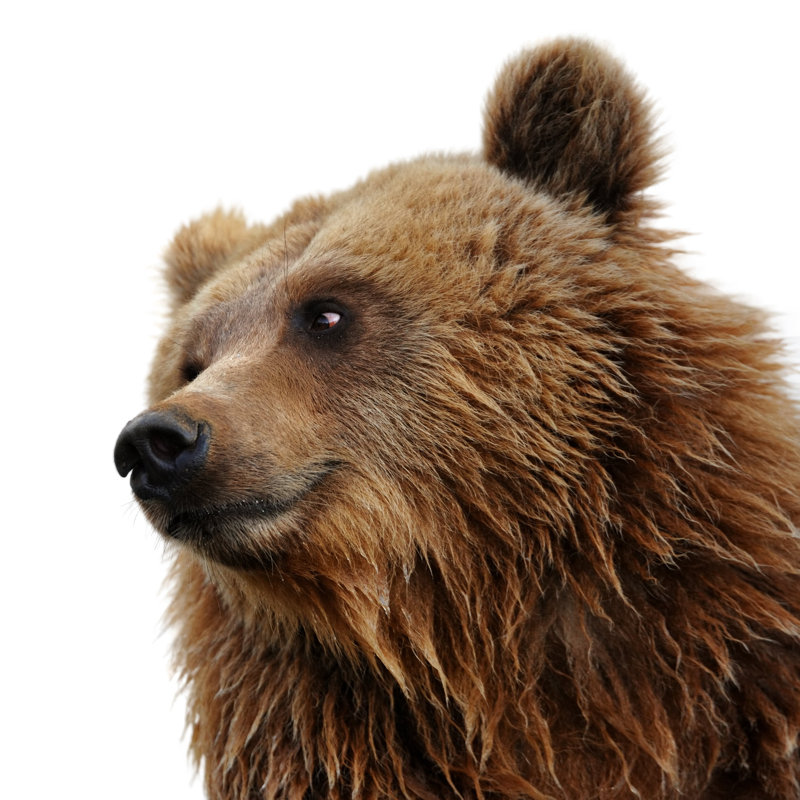 Eurasian Brown Bear - Wrapped Canvas Print, 51cm H x 51cm W x 3.8cm D