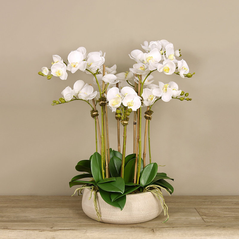 Orchid Floral Arrangement in Planter, Beige, White, 24" x 18"
