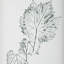 Uttermost Nature's Script Framed Botanical Prints Set/9