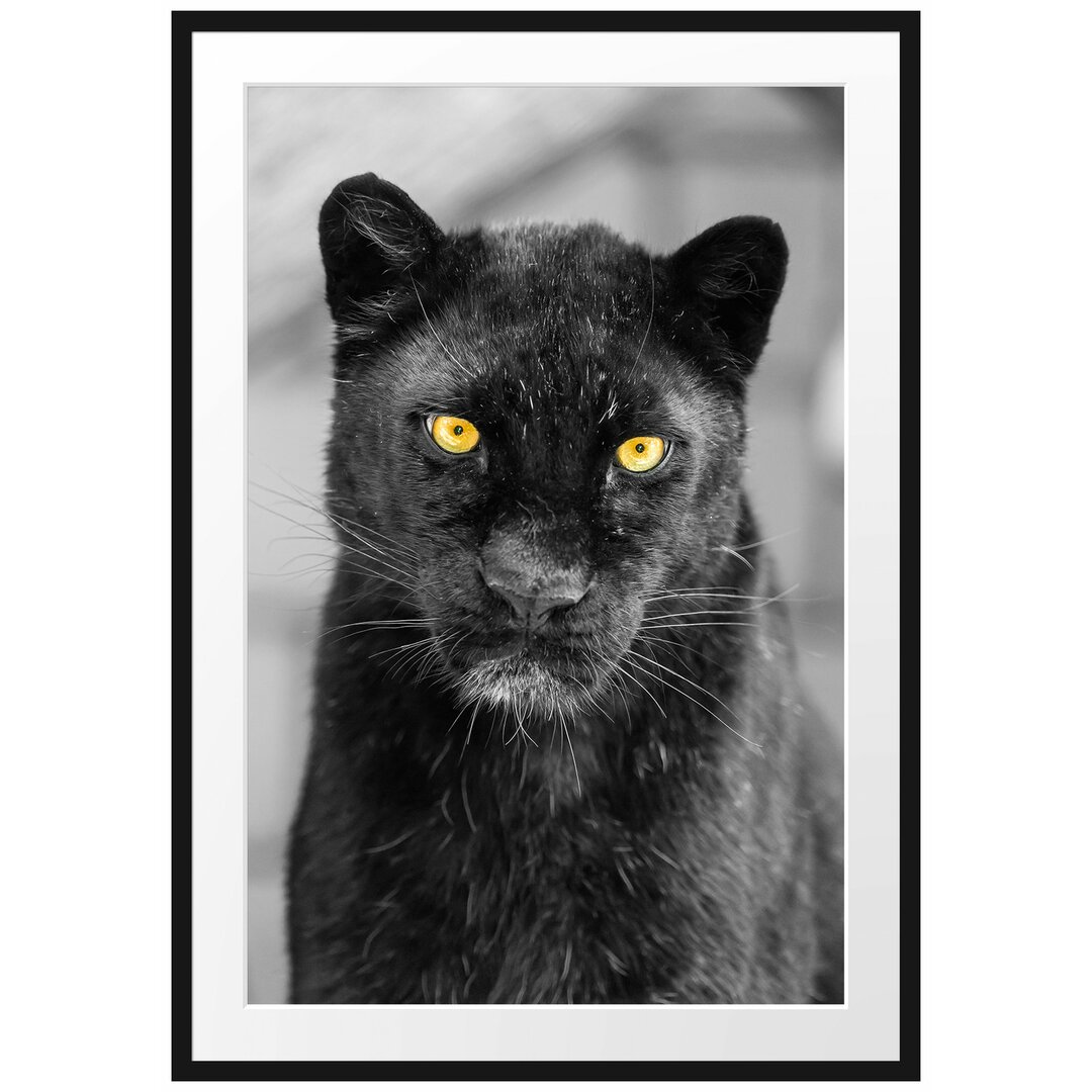 Großartiger Panther" Gerahmtes fotografisches Poster