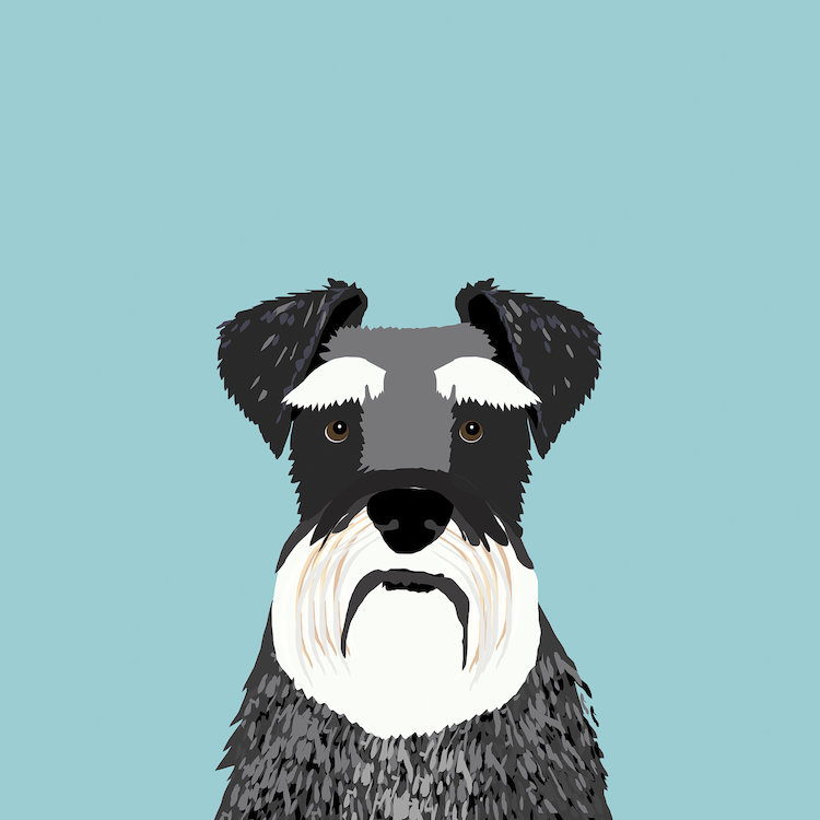Schnauzer, impression sur toile tendue, H 16 po x l 16 po x P 1 po, Papier d'art encadré noir, Blanc