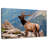 Brampt Young Stag Elk-108698831