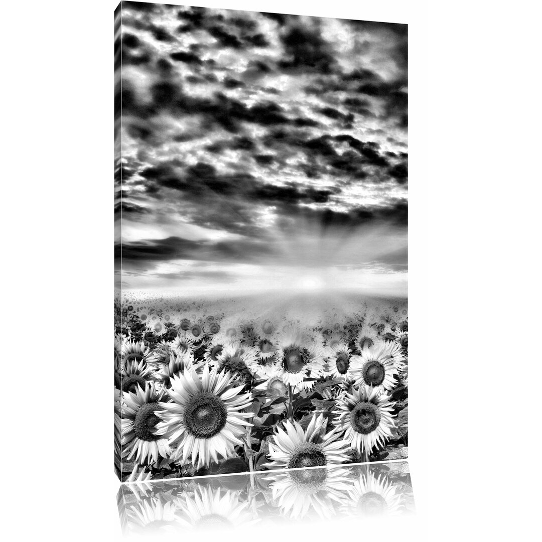 Leinwandbild Sonnenblumenfeld in Monochrom