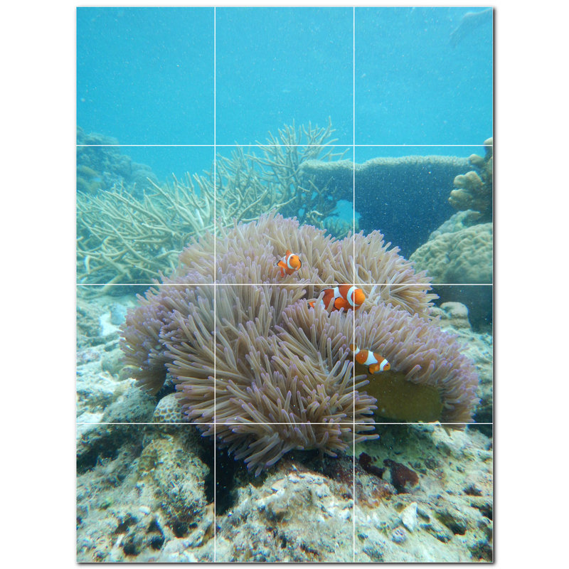 Corail photo 8 x 8