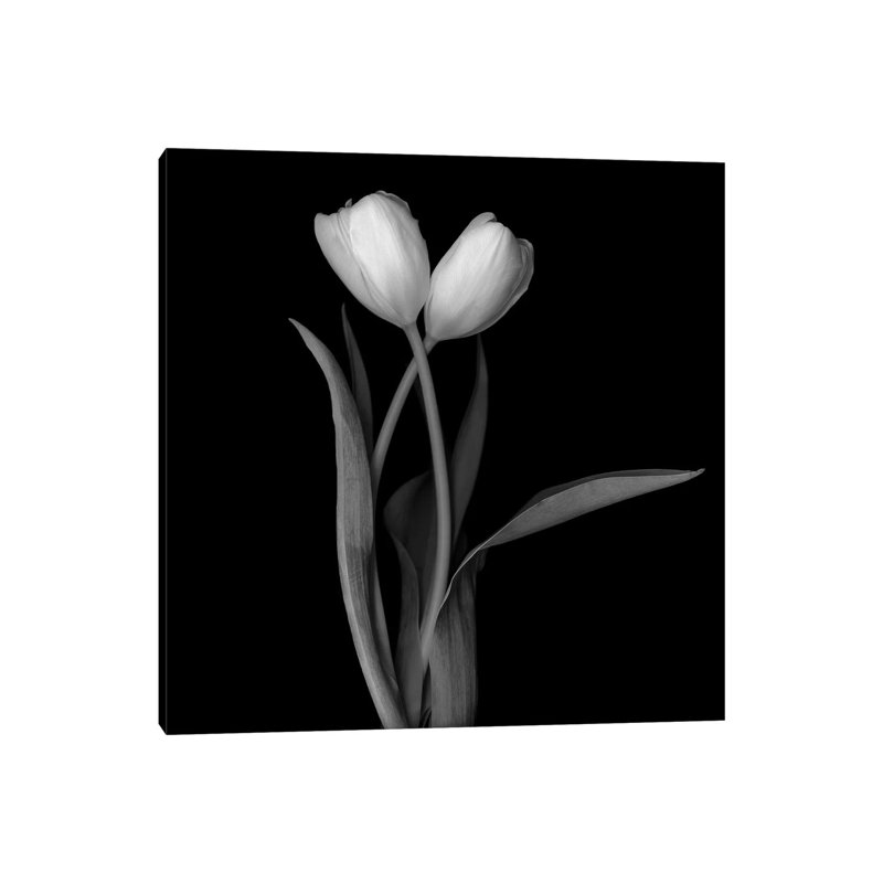 Tulip White I 1 Piece Wrapped Canvas Wall Art, 93.98cm H x 93.98cm W x 1.91cm D