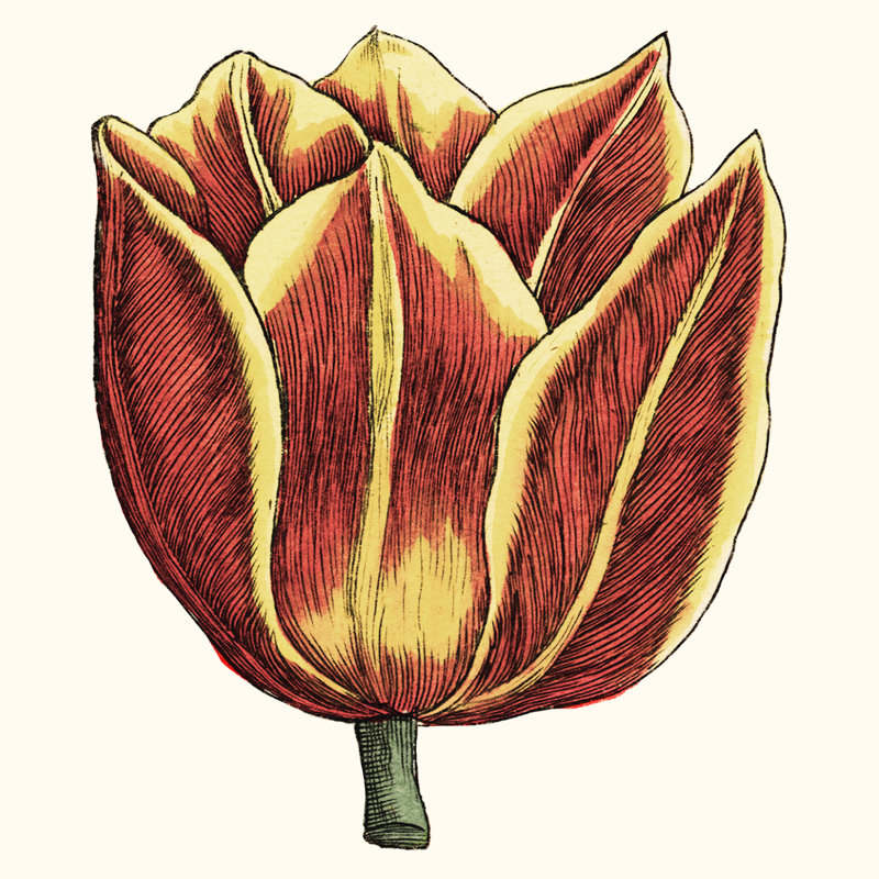 Tulip Garden IV by Vision Studio - Wrapped Canvas Print, 51cm H x 51cm W