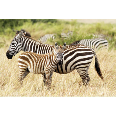 Zèbres Masai Mara