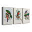 Gould Tropical Birds I - Ensemble de 3 toiles tendues-558135622