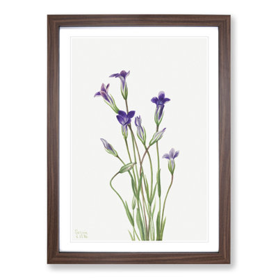 Gentian by Mary Vaux Walcott - Framed Print