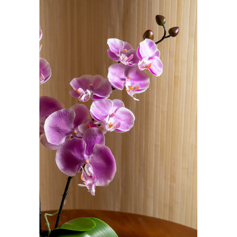 Orchid Arrangement in Vase