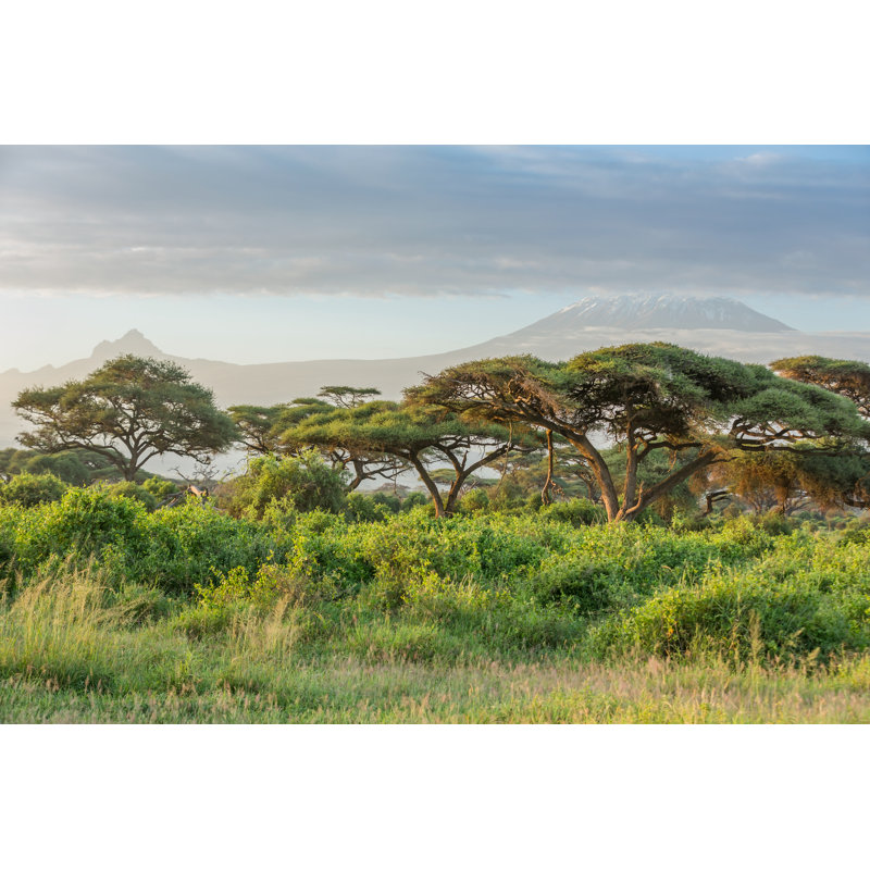 Mont Kilimandjaro, nuages et acacia - dans la matinée par 1001 glissade, H 20 po x l 30 po