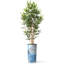 Artificial Tree in Contemporary Planter Fake Bamboo Silk Tree (Plant Pot Plus Tree)-103687310
