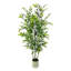 Plant-243702509