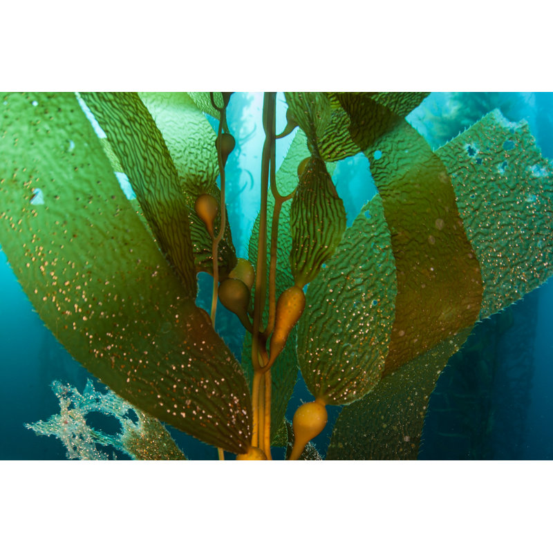Giant Kelp - Wrapped Canvas Print, 20cm H x 30cm W x 3.8cm D