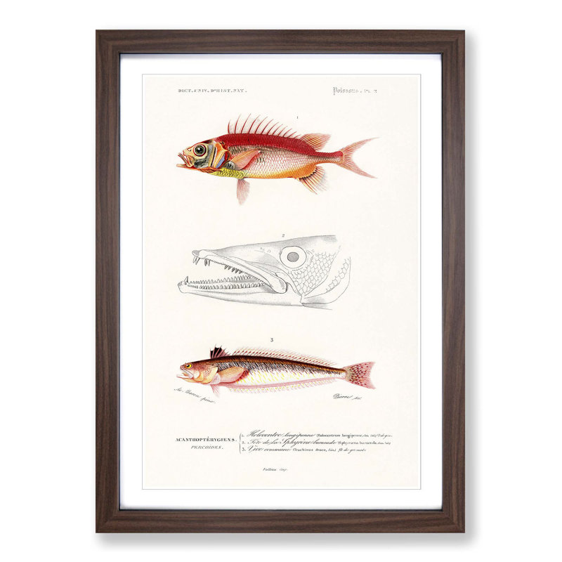 Fish Illustrations PL. 2 by Charles d' Orbigny - Picture Frame Graphic Art Print, Walnut Framed, 48cm H x 36cm W x 2cm D