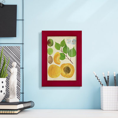 Apricot Study II " Apricot Study II "