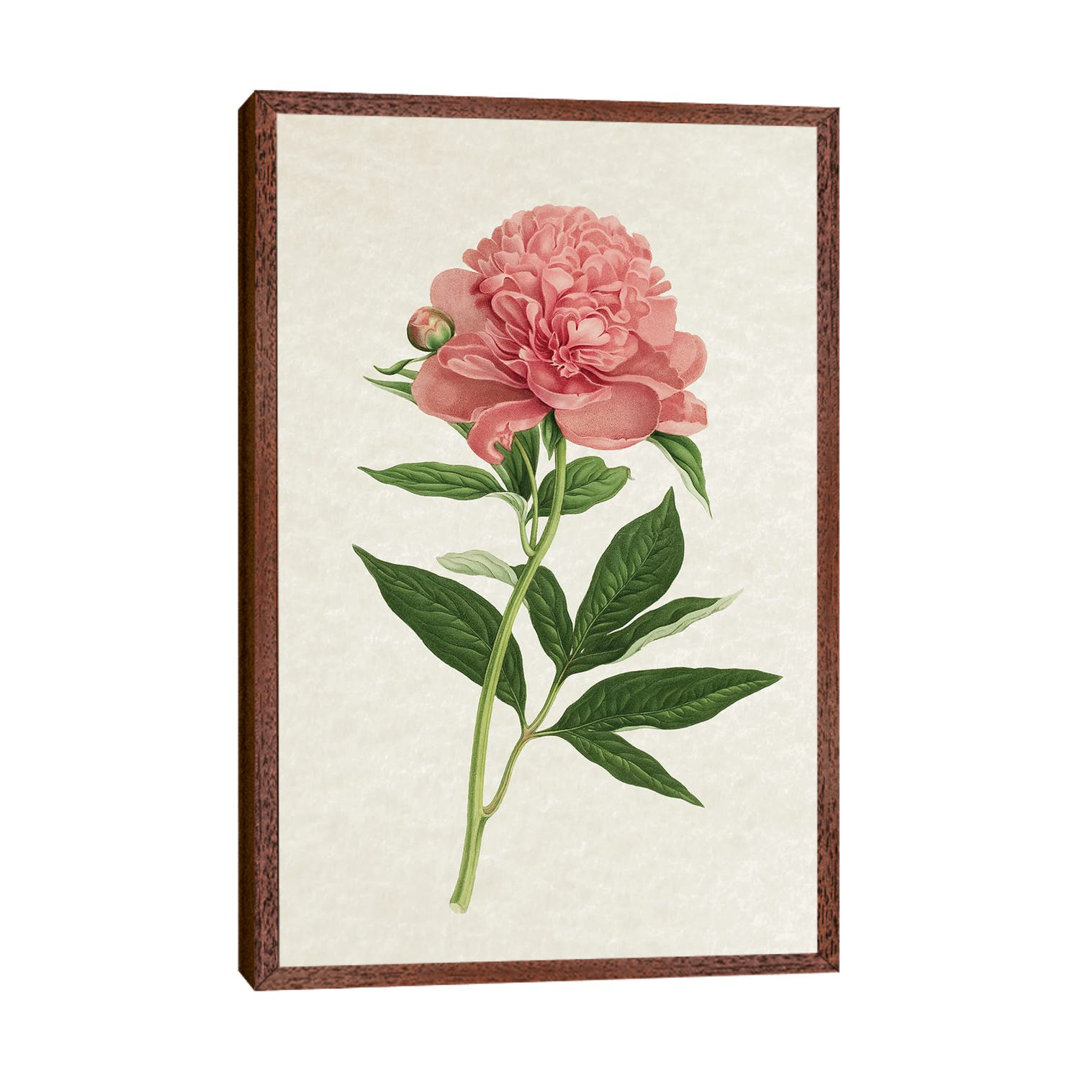 Vintage Rose von Amelie Vintage Co - Gallery-Wrapped Canvas Giclée on Canvas