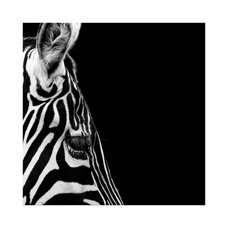 Zebra In Black And White III by Lukas Holas - Wrapped Canvas Print, 30.48cm H x 30.48cm W x 1.905cm D
