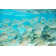 Flock Of Fish - Wrapped Canvas Print