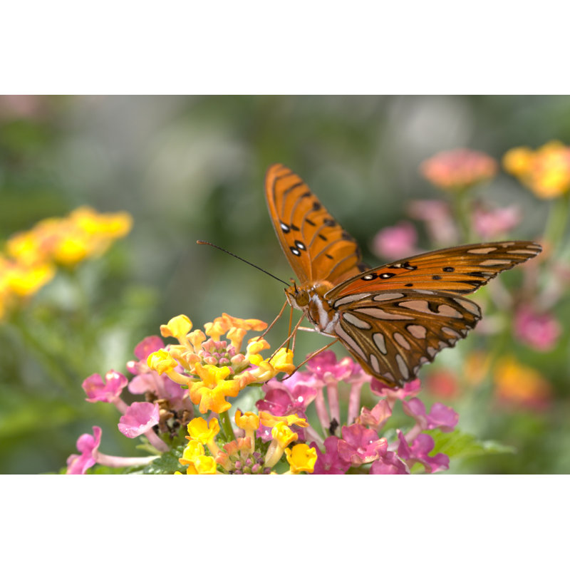 Dogra Butterfly 1 Piece Wrapped Canvas Wall Art, 61 cm H x 91 cm W x 3.8 cm D