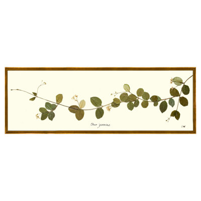 Star Jasmine Vine Print by Sandy Whitaker