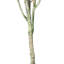 Arbre à fleurs vert olive Vickerman-73286564