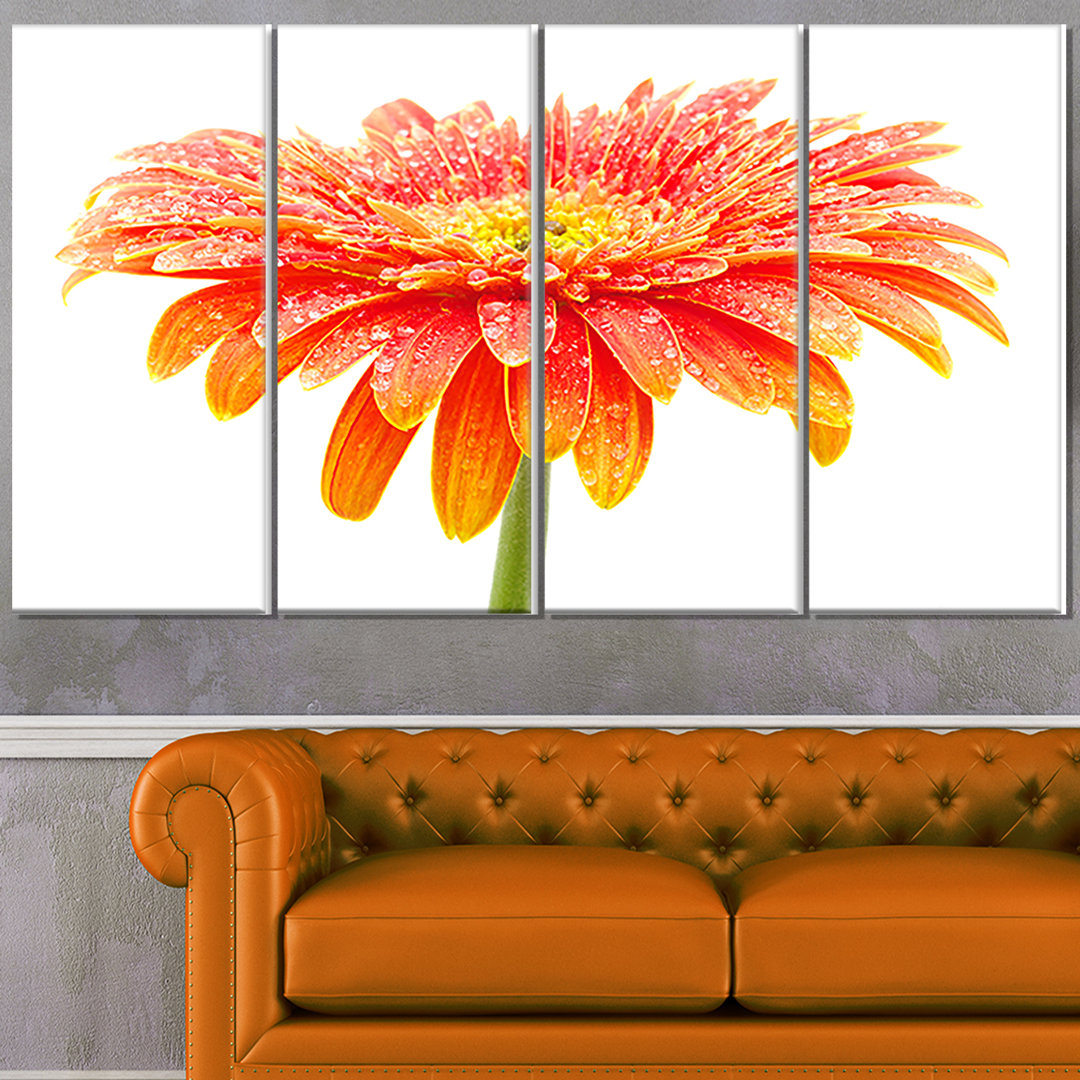 " Large Orange Gerbera On White " Design Art