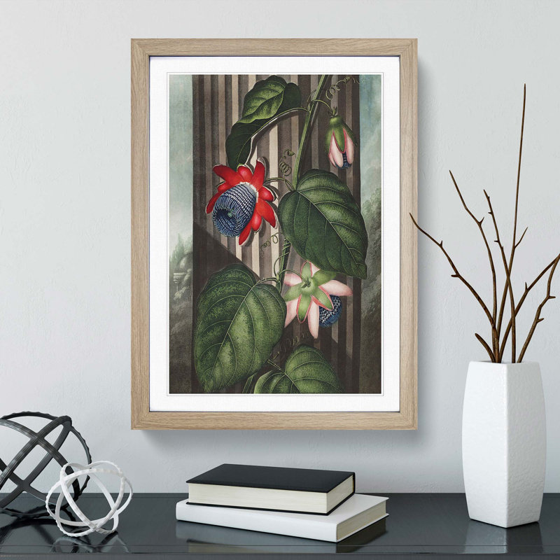 Winged Passion-Flower by R.J. Thornton - Picture Frame Painting Print, Oak Framed, 36cm H x 27cm W x 2cm D