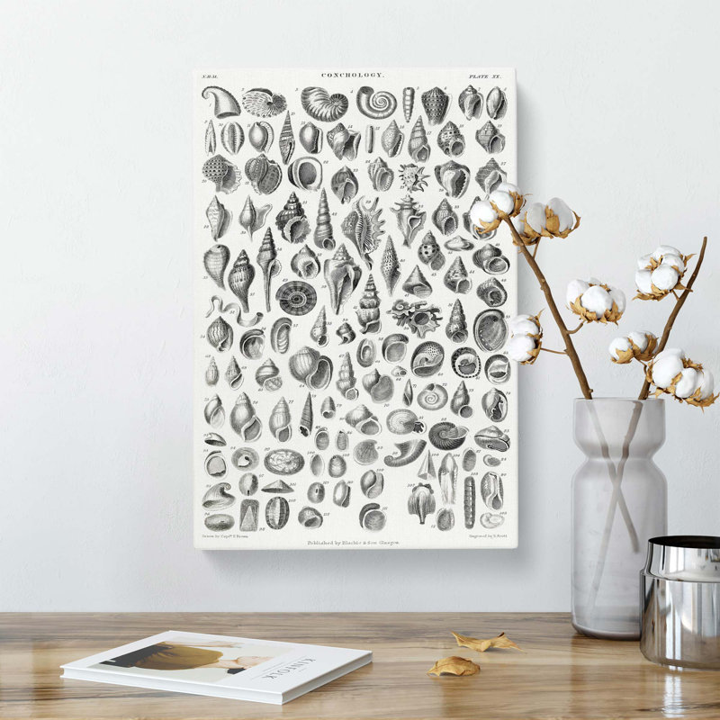 Study Of Mollusc Shells XX - Wrapped Canvas Print, 50 cm H x 35 cm W