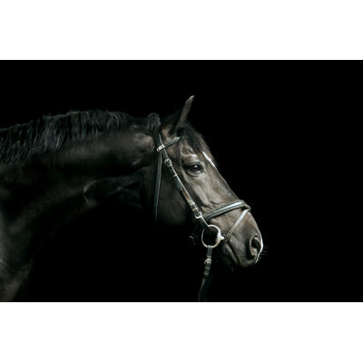 Portrait d'un cheval noir par Pixalot