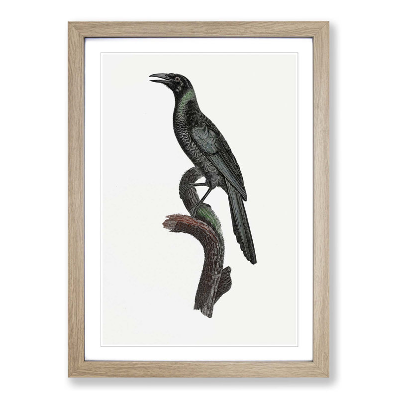 Manucode Bird of Paradise by Jacques Barraband - Picture Frame Painting Print, 65cm H x 48cm W x 2cm D, Oak Framed
