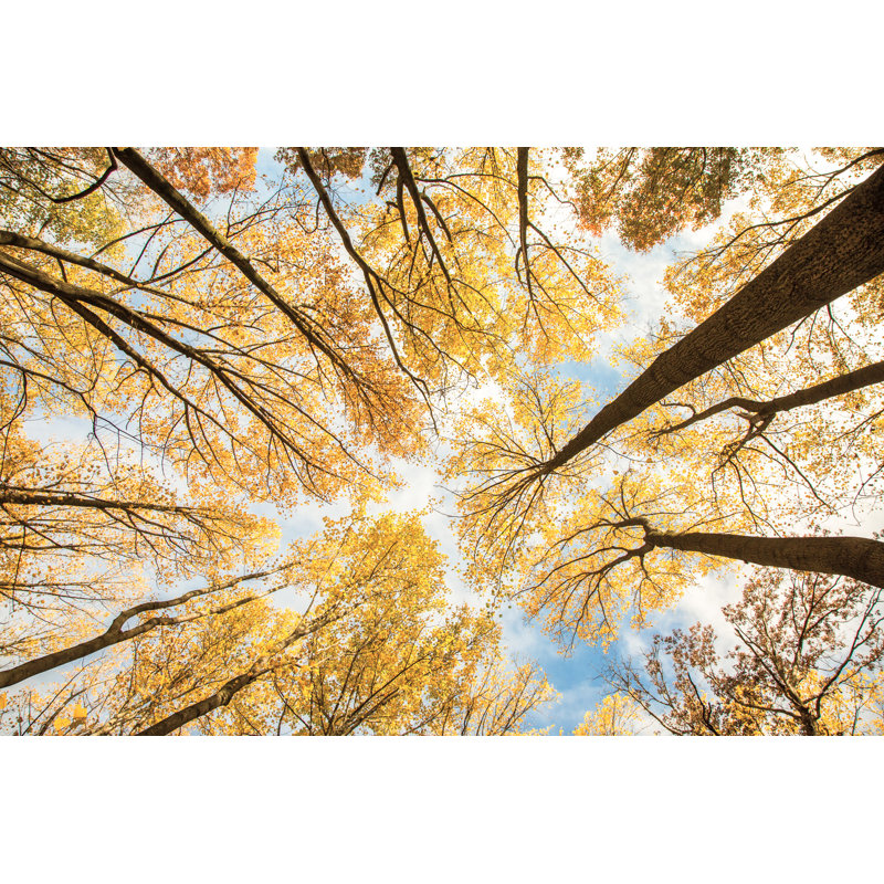 Arbres imposants, droit, jaune, or, brun, ciel bleu, forêt, feuillage, H 16 po x l 24 po x P 1,5 po